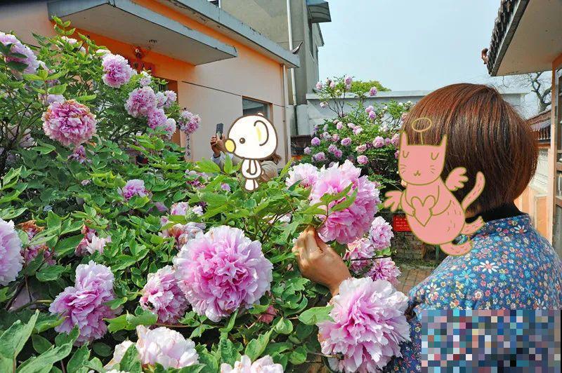 407岁古树，熊孩子玩火烧坏，只剩树皮还能活？