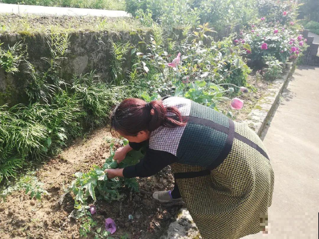 罂粟花不能随便种,私自种植,就得薅光 罂粟花不能随便种,私自种植,就得薅光