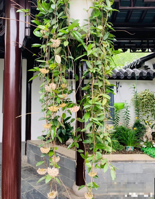 生活在于折腾,养花就是无休止的折腾,并且乐此不疲! 生活在于折腾,养花就是无休止的折腾,并且乐此不疲!