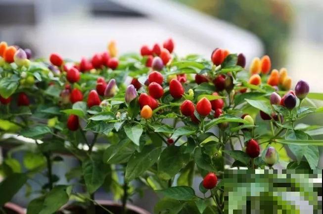 一盆五彩椒，结果好几斤，再也不用买辣椒！