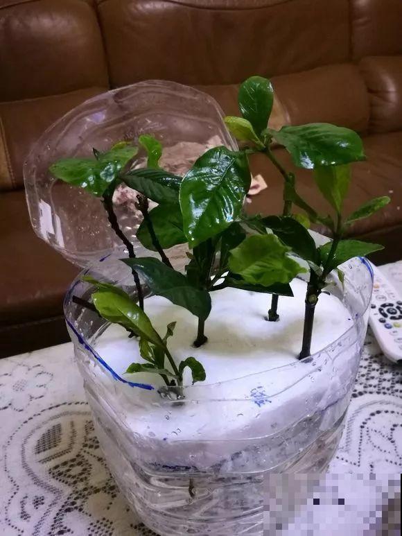 旧筷子、老干妈瓶，都是养花宝贝，做盆浇水都能用！