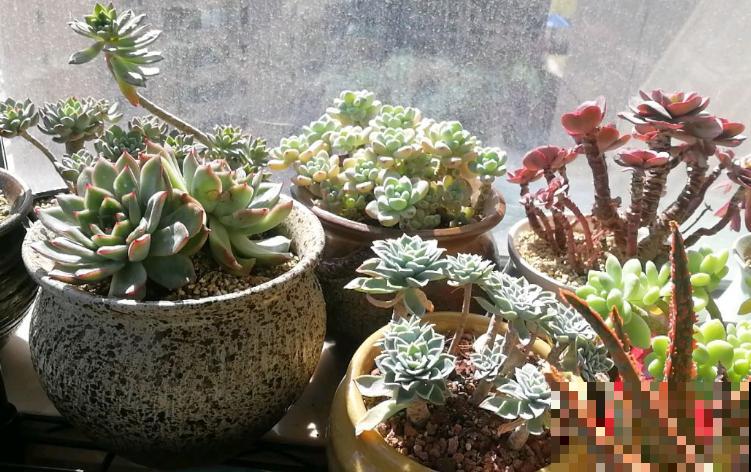 封闭小阳台，适合养这8种多肉，上色快、爆盆容易！