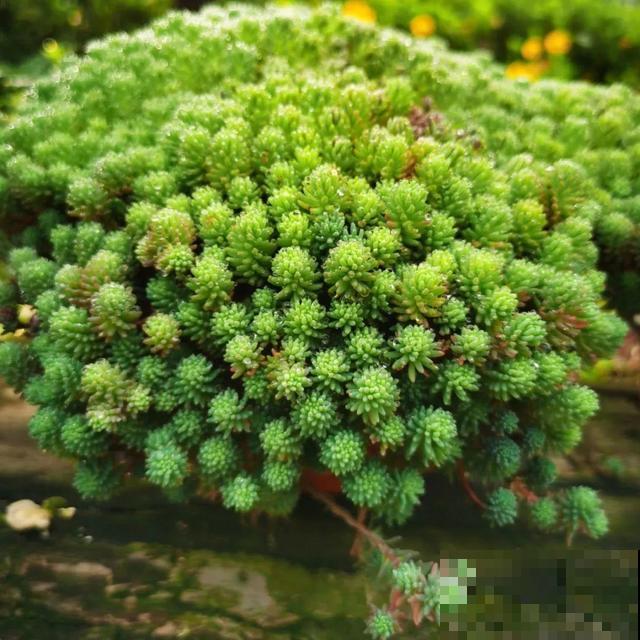 看图猜花名，100道题，测你的养花天分！