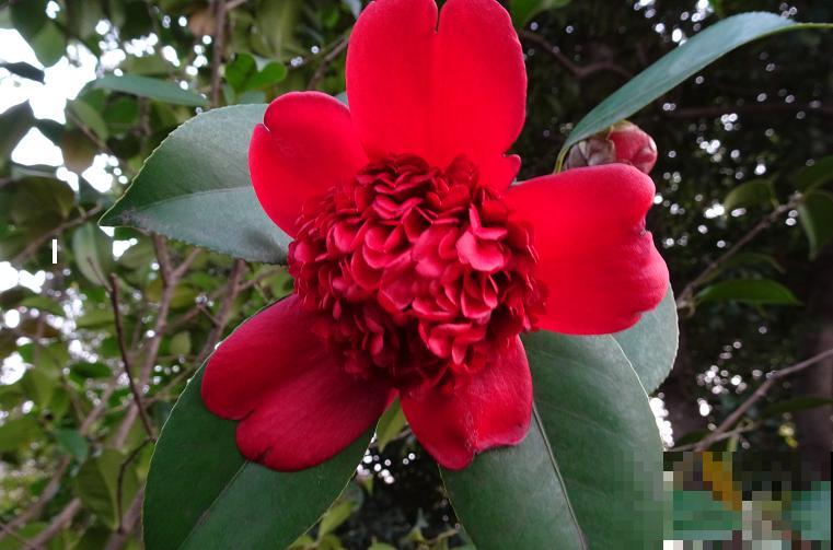 40年的大茶花，开花像荔枝果盘，红红火火真吉祥！