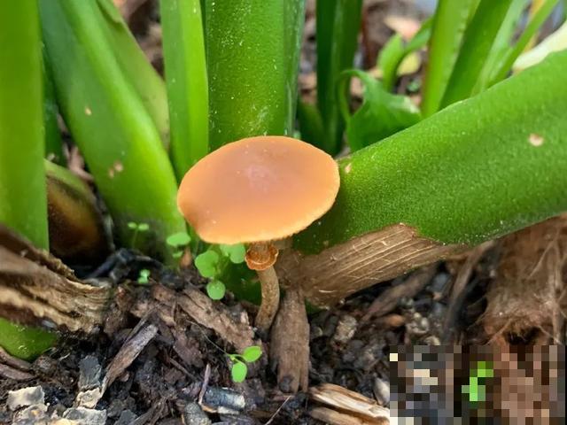 20种毒蘑菇，遇到千万别碰，贪吃必送医院！