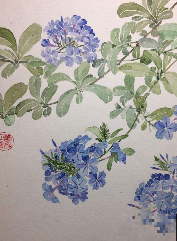 她家的花一开，就赶紧画成水彩画，比真花还美！