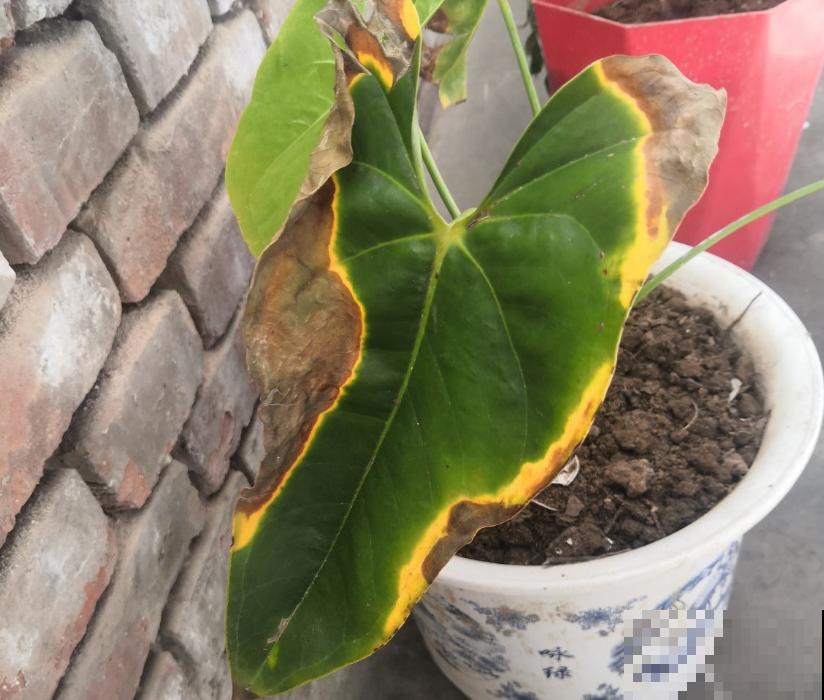 叶子发黄，就这4个原因，看完就明白了！