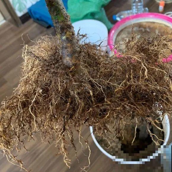 你扔的花,我捡回家,半个月起死回生! 你扔的花,我捡回家,半个月起死回生!