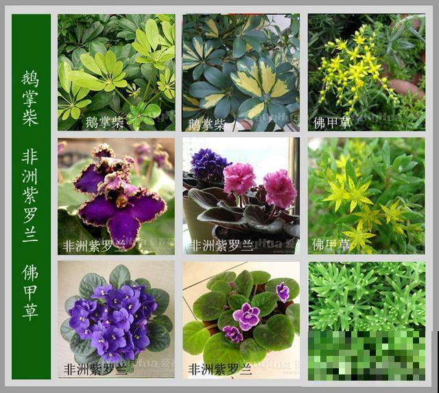 最齐全的《百花图谱》,珍藏起来,路边花都能叫上名! 最齐全的《百花图谱》,珍藏起来,路边花都能叫上名!