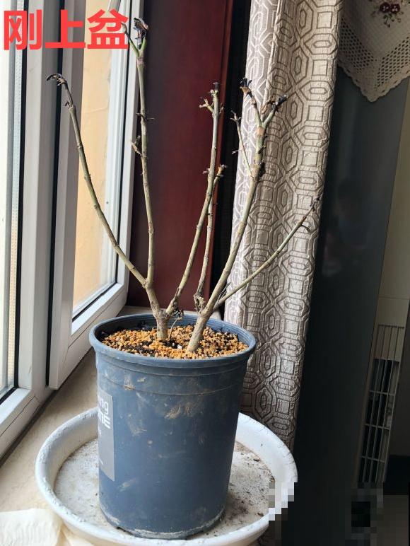 你扔的花,我捡回家,半个月起死回生! 你扔的花,我捡回家,半个月起死回生!