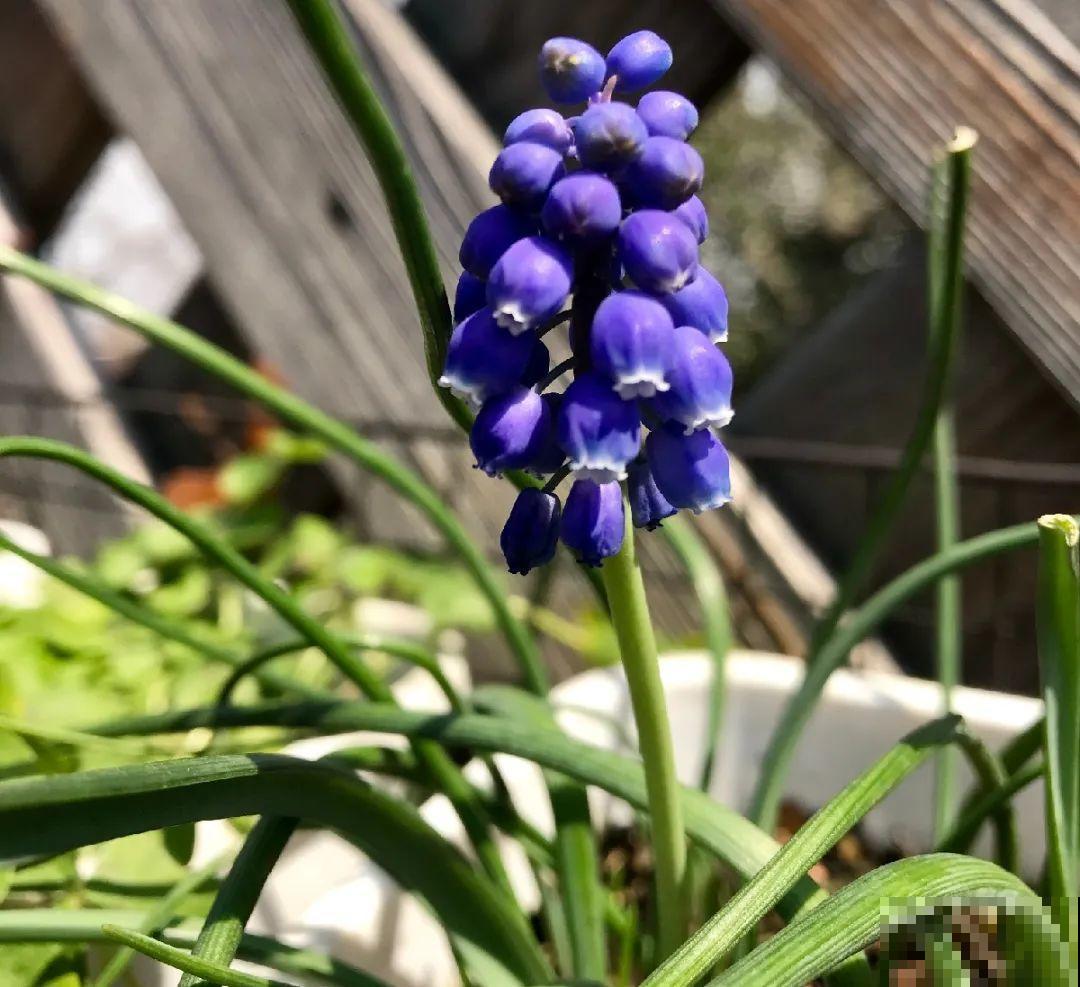 种花赚钱？要是有块地，真的发财了！