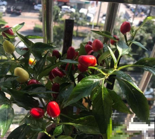 一盆五彩椒，结果好几斤，再也不用买辣椒！