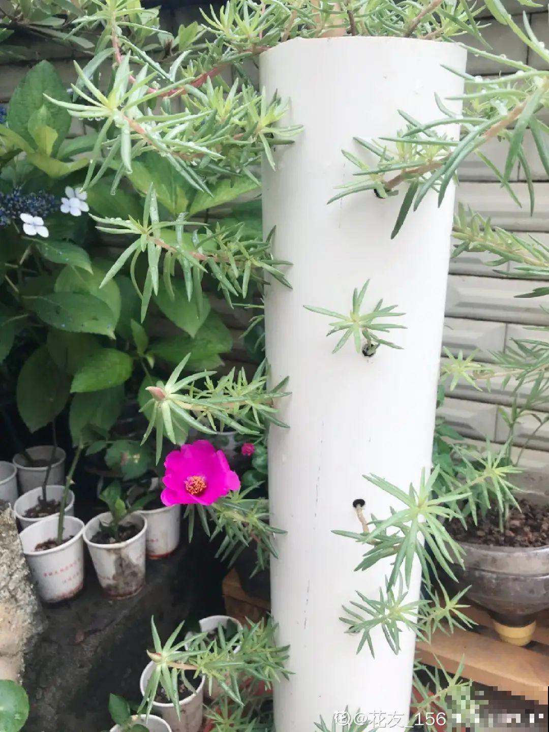 8根筷子绑一起,2个月变老桩,让你爱不释手! 8根筷子绑一起,2个月变老桩,让你爱不释手!