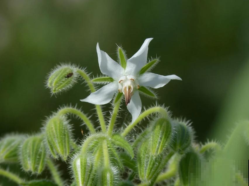 代表勇气的琉璃苣,梦幻不失好看,还特好养活! 代表勇气的琉璃苣,梦幻不失好看,还特好养活!