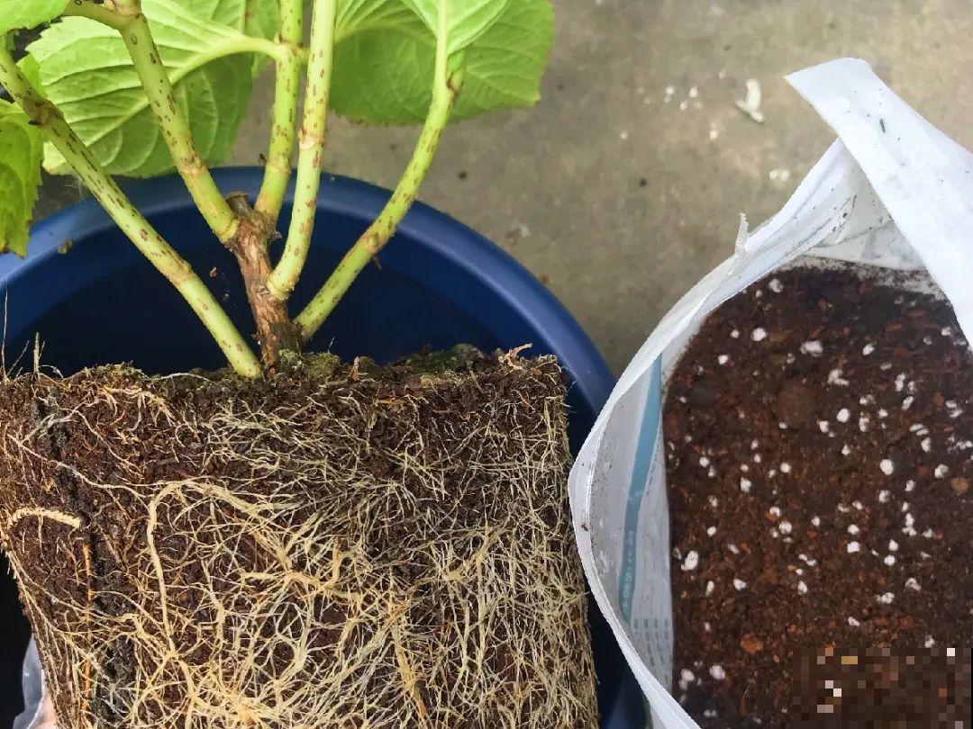 这花千万别换盆，小心一换就死！