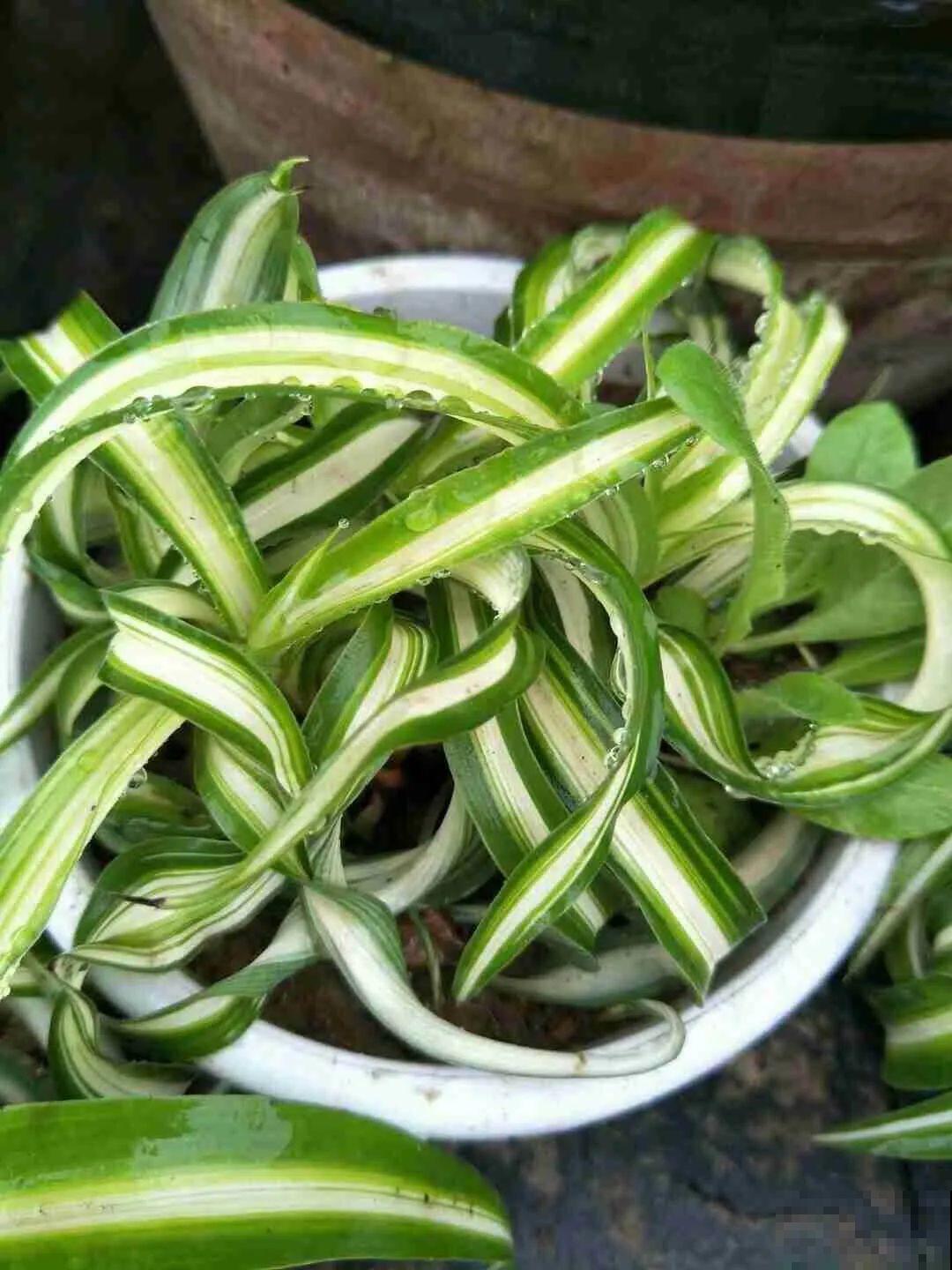 都说这花很好养,为啥还是养死了?就是因为管不住手! 都说这花很好养,为啥还是养死了?就是因为管不住手!