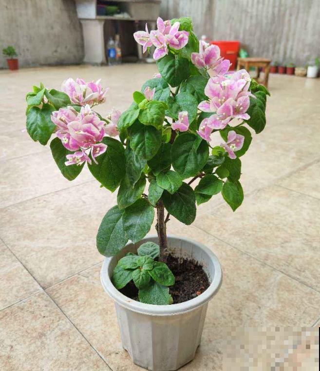 养花人,认识这4个字,就能解决黄叶和烂根问题! 养花人,认识这4个字,就能解决黄叶和烂根问题!