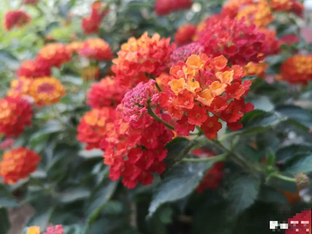 20种有毒花,出门别乱摘,有小孩的特别注意 20种有毒花,出门别乱摘,有小孩的特别注意