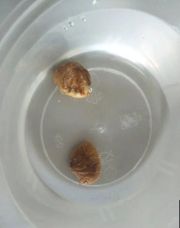 西红柿、玉米……埋土里，7天长成小森林，结出果子一大筐！