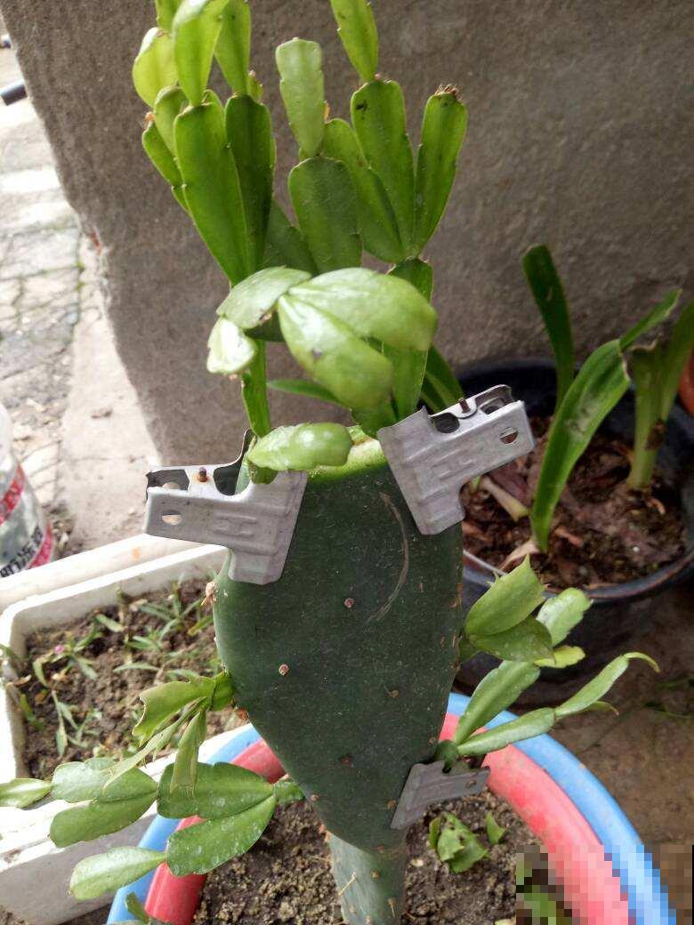 塑料袋可是养花好东西，拿来套花盆，花长得更加油亮