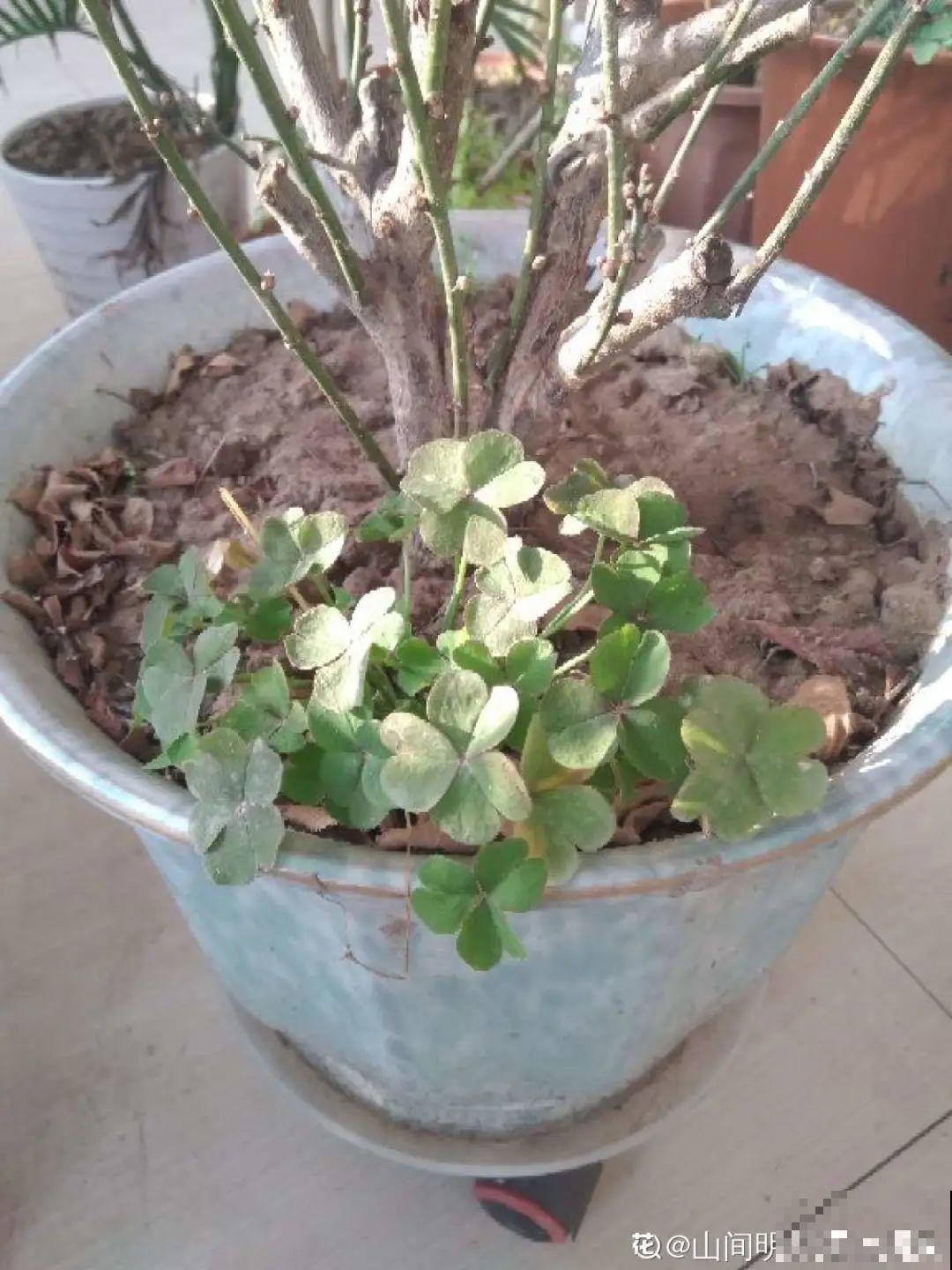 盆面冒杂草，到底拔不拔？