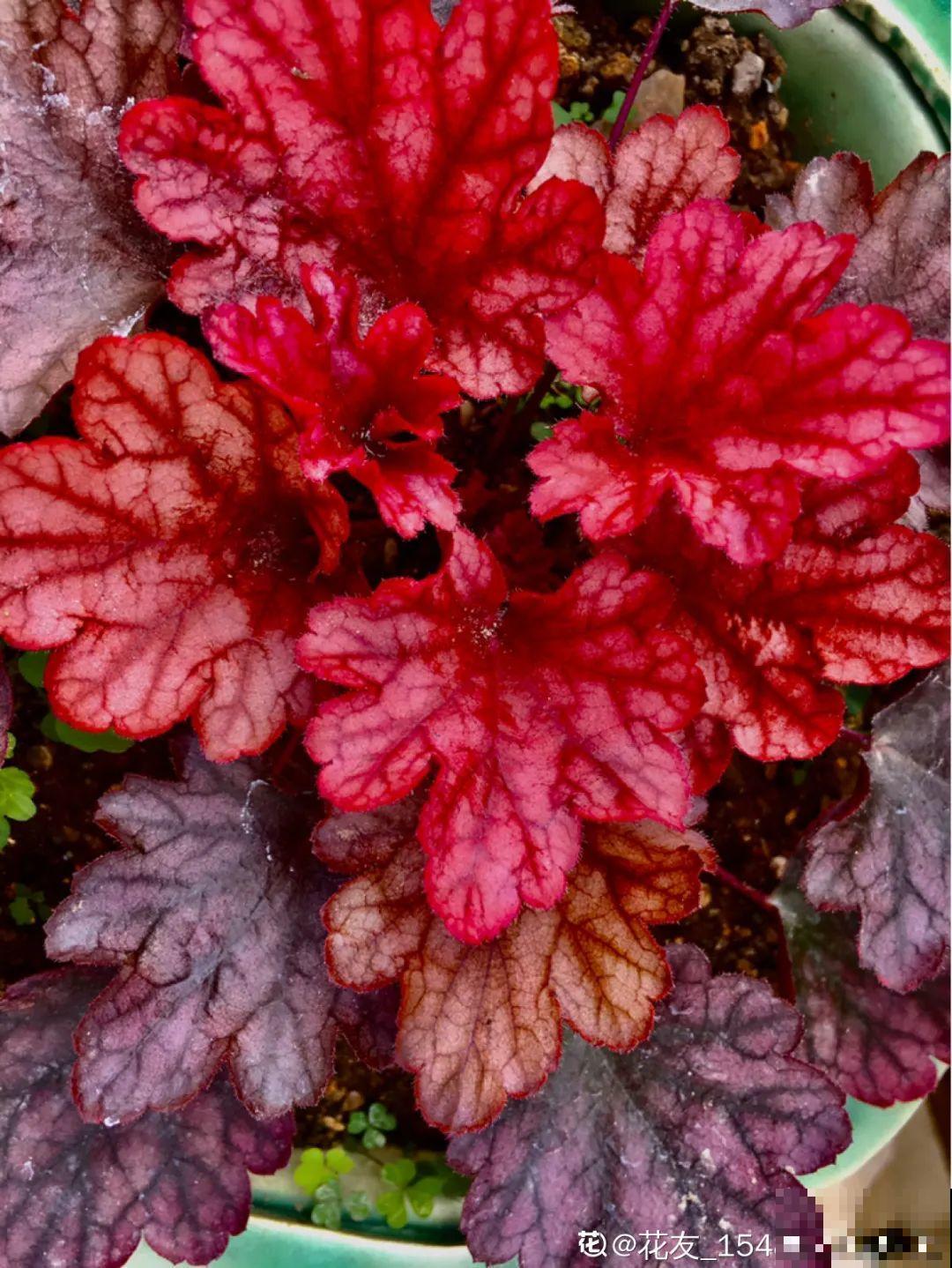 新买一盆花,叶子五颜六色,真怀疑它是不是喷药了? 新买一盆花,叶子五颜六色,真怀疑它是不是喷药了?