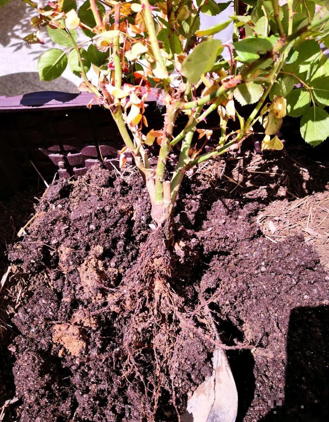 秋凉容易生虫子，月季招来害虫，必须赶紧换盆