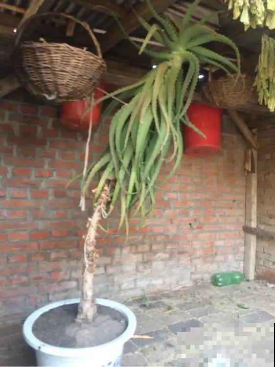 1米7的天竺葵，开花成瀑布，太震撼了