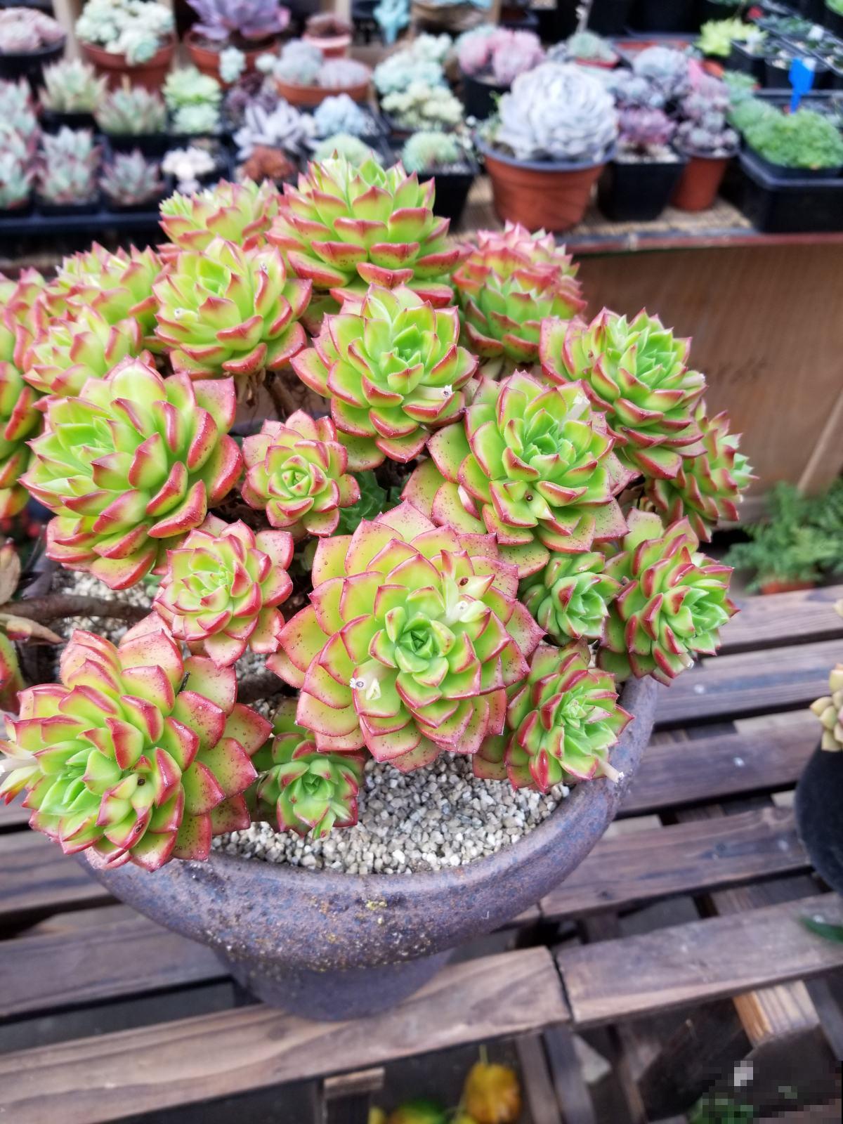 多肉越长越干瘪？掌握这些方法，让它重新肉嘟嘟！