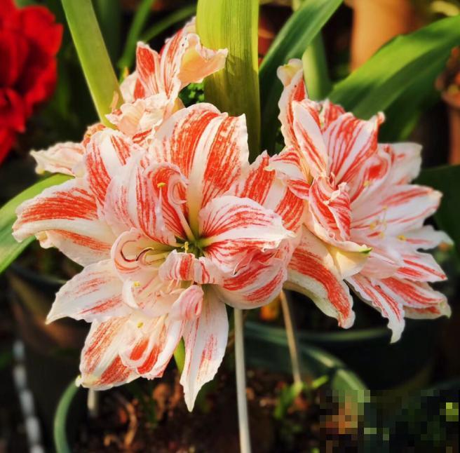 为什么朱顶红要休眠?因为不休眠,很可能不开花! 为什么朱顶红要休眠?因为不休眠,很可能不开花!