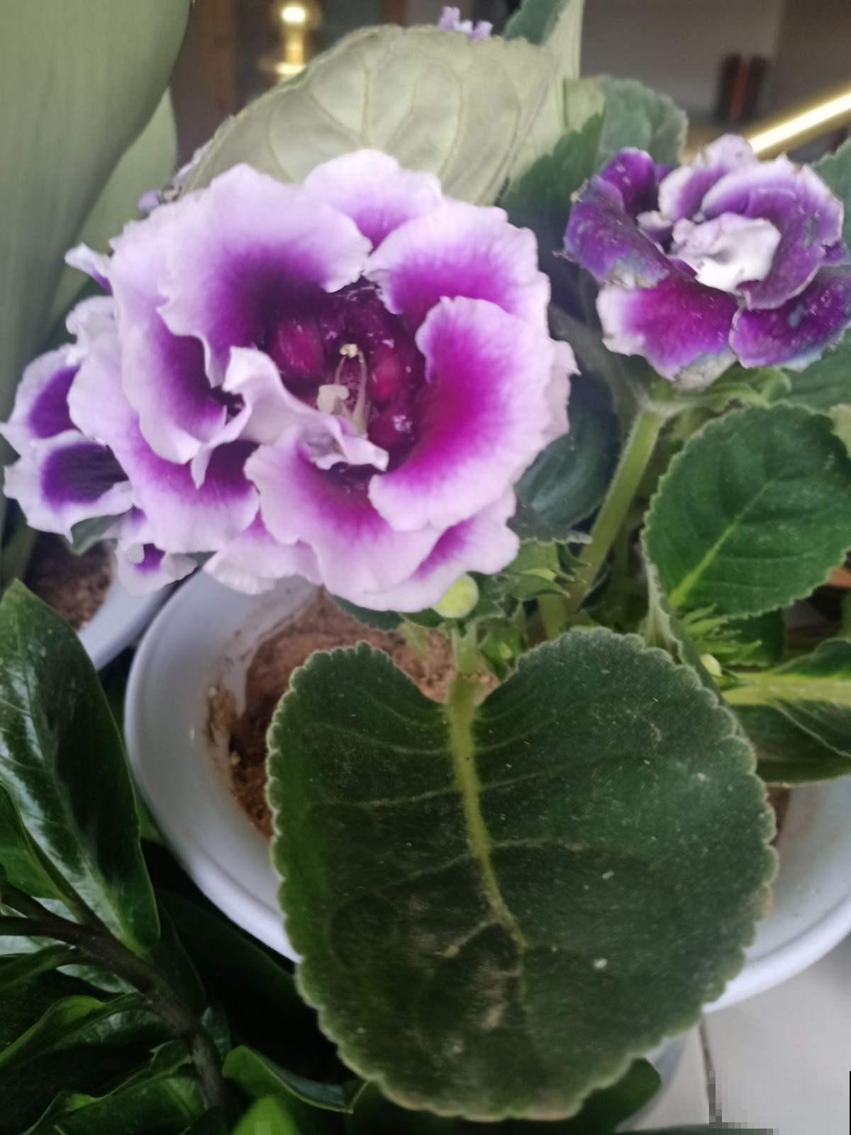 看惯了小花朵,养这5种花,开花大气惹人爱! 看惯了小花朵,养这5种花,开花大气惹人爱!