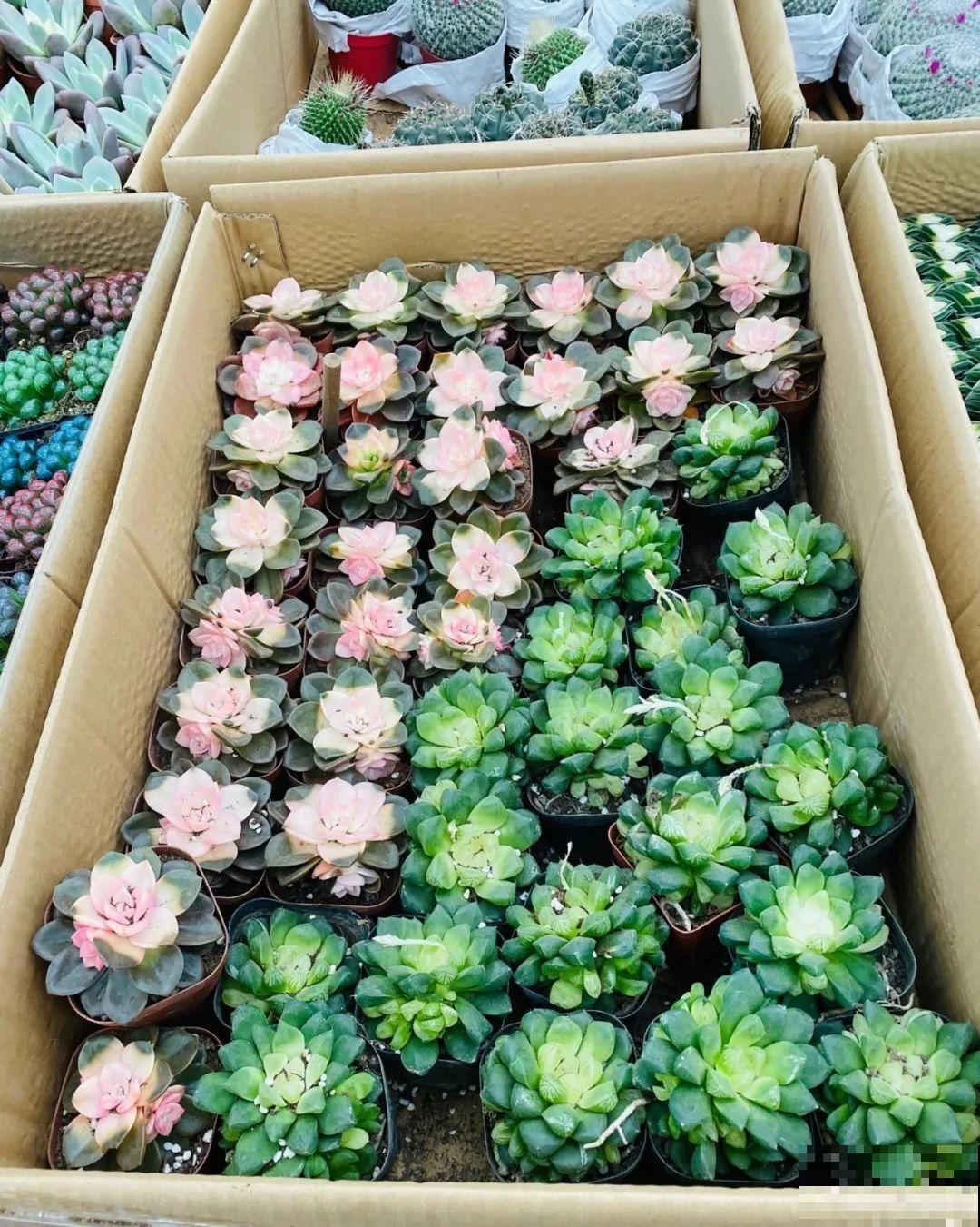 7种花,全是骗人的,白花冤枉钱! 7种花,全是骗人的,白花冤枉钱!