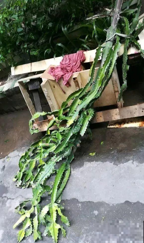 你扔的花,我捡回家,半个月起死回生! 你扔的花,我捡回家,半个月起死回生!