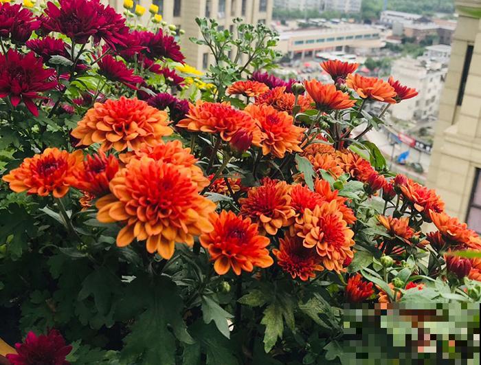 入秋后更适合养草花,一盆能开上百朵,便宜又好养! 入秋后更适合养草花,一盆能开上百朵,便宜又好养!