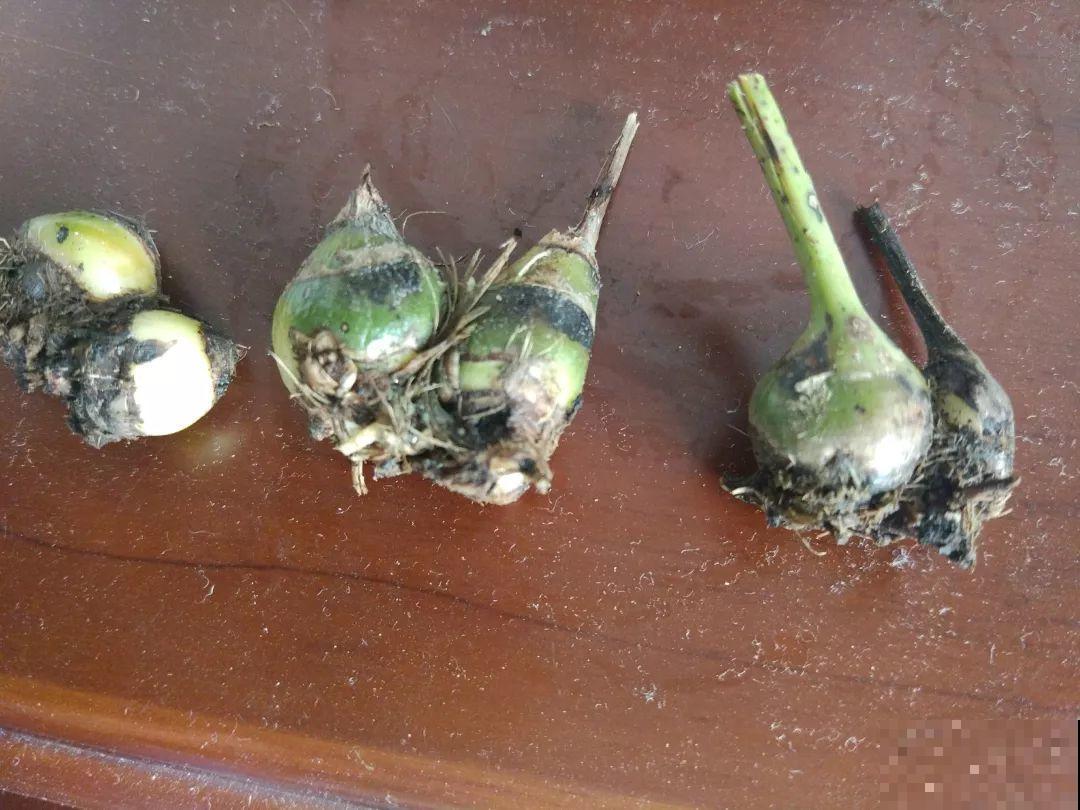 龟背竹长出长鞭子，连着茎一块砍下来，种土里就能活