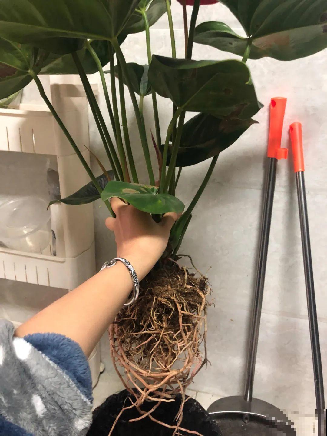 花堆成山,捡到手软,大麻袋都装不下了! 花堆成山,捡到手软,大麻袋都装不下了!