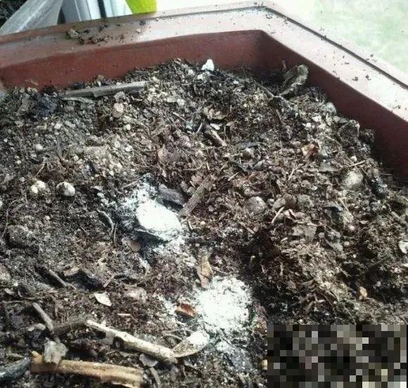 龟背竹长出长鞭子，连着茎一块砍下来，种土里就能活