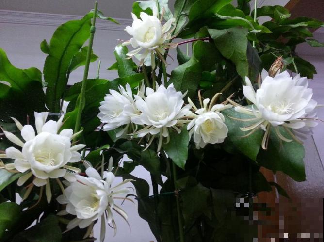 昙花也能白天开？关小黑屋就行，特别简单！