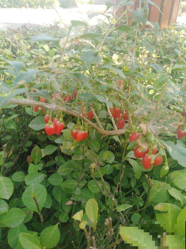 夏天养香草,摘下叶子能泡茶,还能清热解毒! 夏天养香草,摘下叶子能泡茶,还能清热解毒!