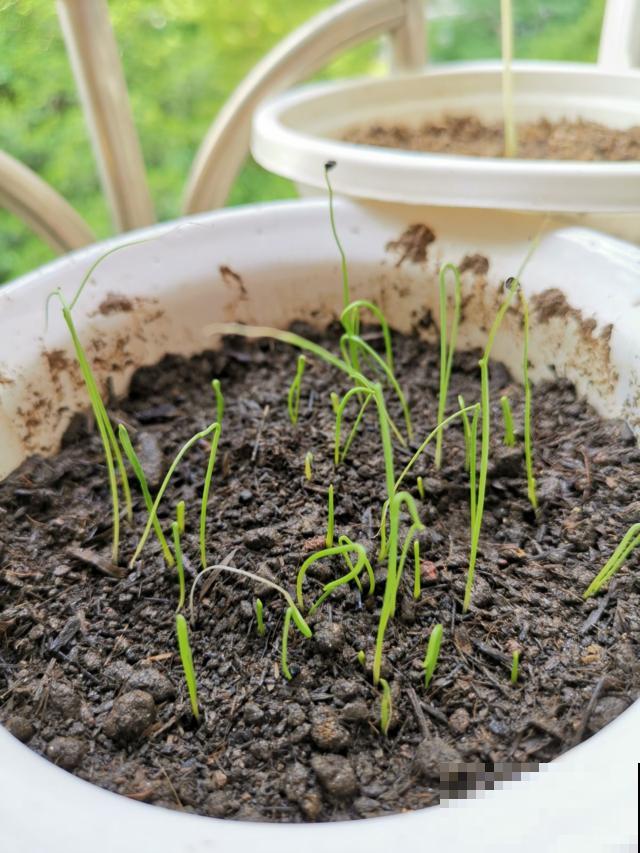 入秋家里种2种菜，生长速度快，俩月就能吃