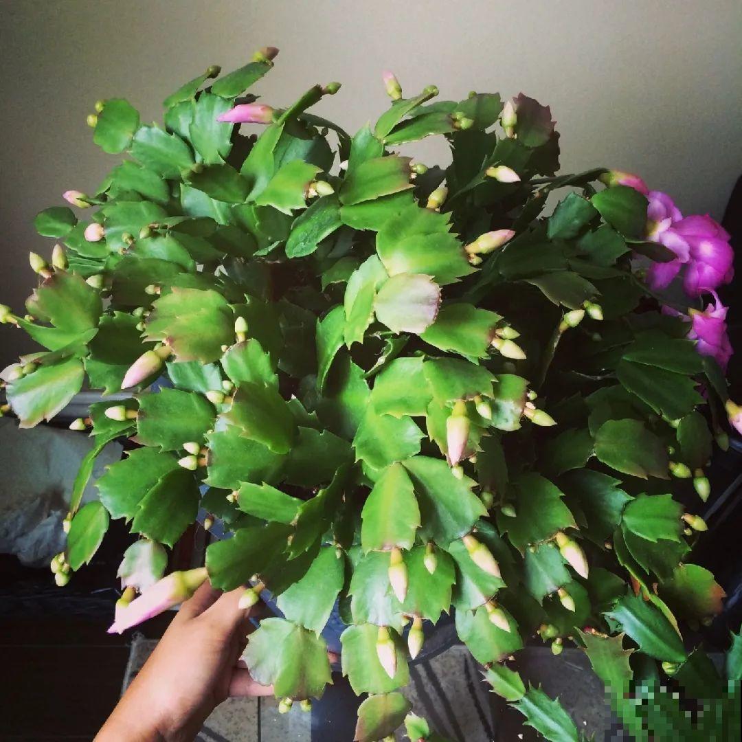 养花不一定要用大花盆，8种花要换小盆，挤着养才能长好