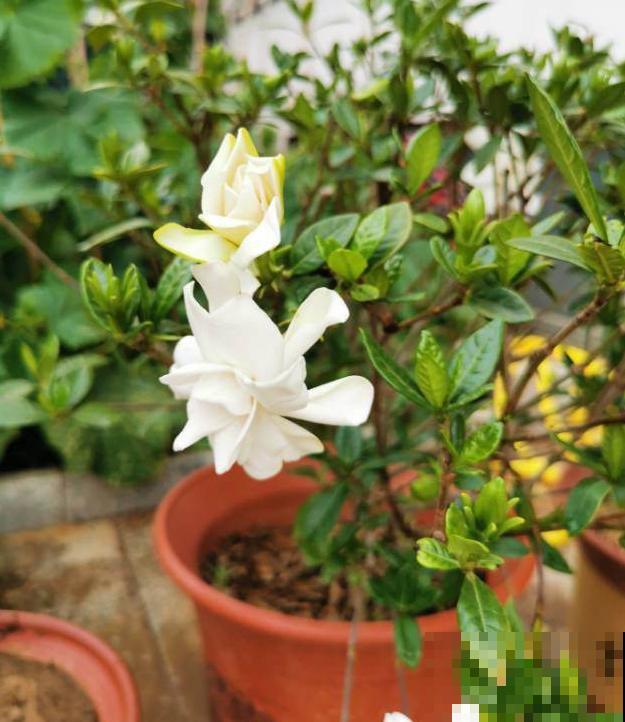 马上处暑了,这5种花最怕闷,别再浇水了! 马上处暑了,这5种花最怕闷,别再浇水了!