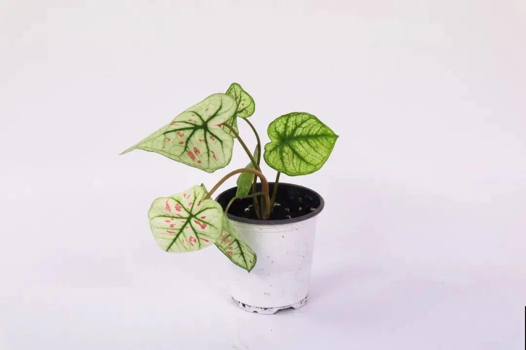 比绿萝还耐阴的花，叶子五彩斑斓，像打翻的调色板！