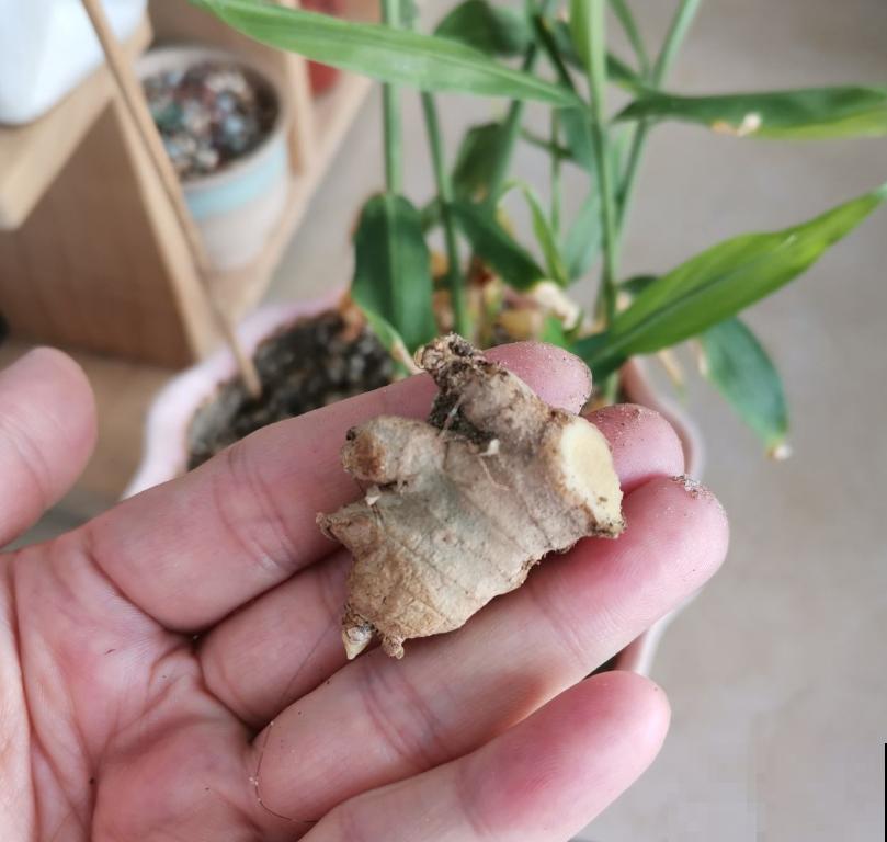 发芽的生姜不要扔,埋到花盆里,叶子绿油油! 发芽的生姜不要扔,埋到花盆里,叶子绿油油!