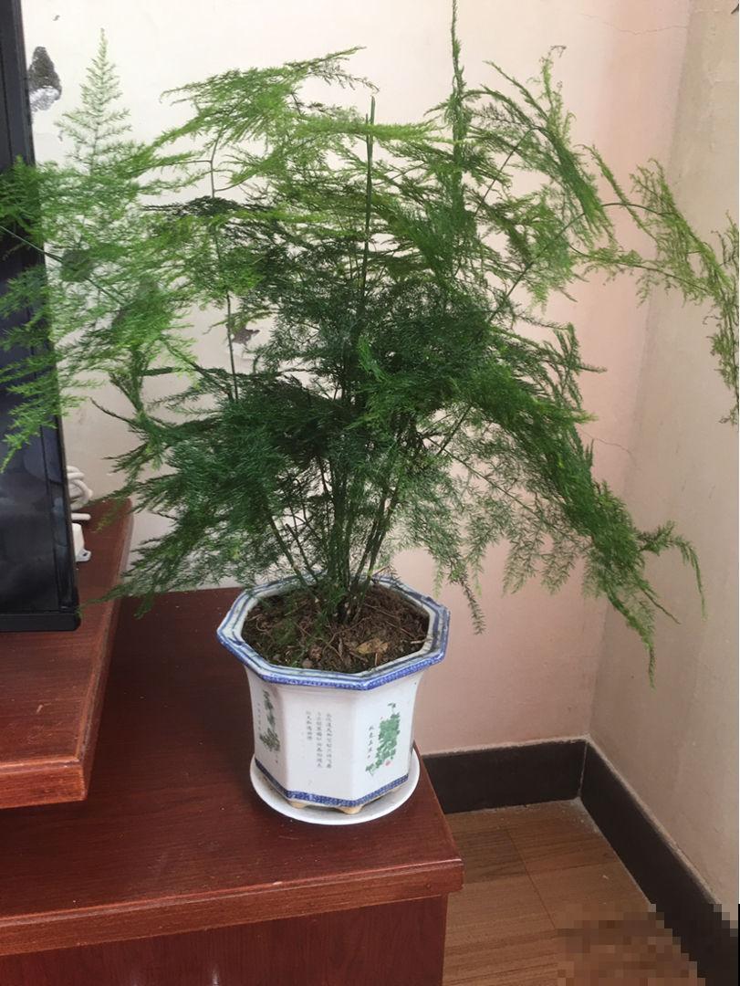 初秋文竹叶子发黄,剪一刀多通风,呼呼长出小嫩芽 初秋文竹叶子发黄,剪一刀多通风,呼呼长出小嫩芽