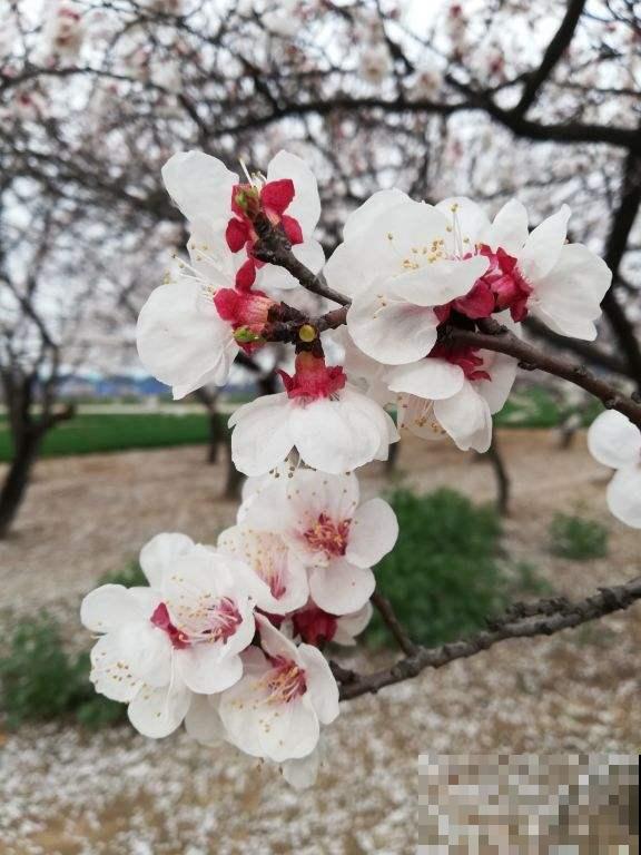 8种水果特常见,大部分人没见过开花,认识5种就是大神 8种水果特常见,大部分人没见过开花,认识5种就是大神