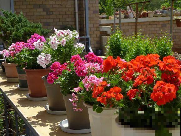 秋天的院子,养点喜欢的花,乐得自在 秋天的院子,养点喜欢的花,乐得自在