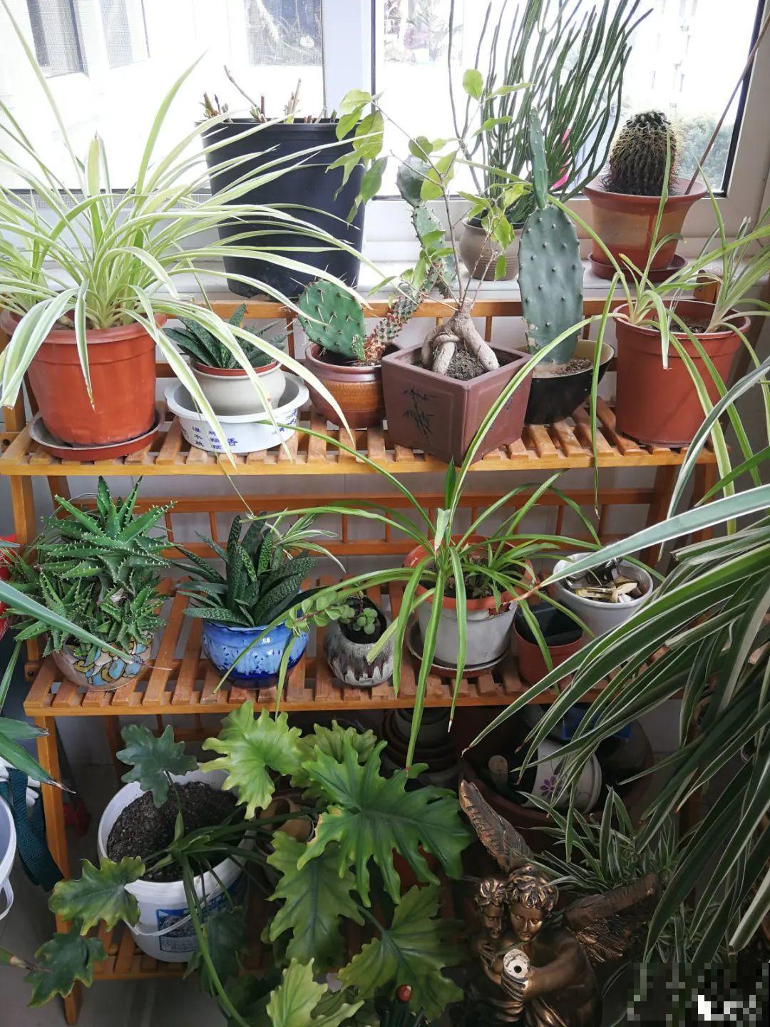 家里4个角落别浪费，分别养些好看的花，一年就能变花园！