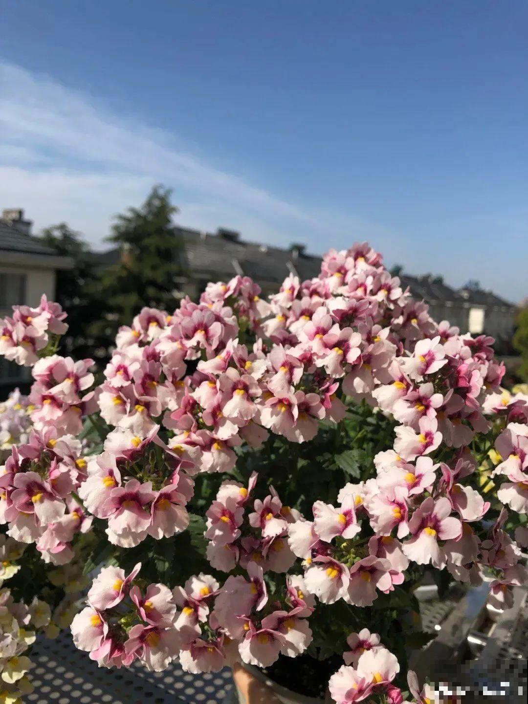 阳台新宠龙面花,花量超大颜色多,四季都开不停! 阳台新宠龙面花,花量超大颜色多,四季都开不停!
