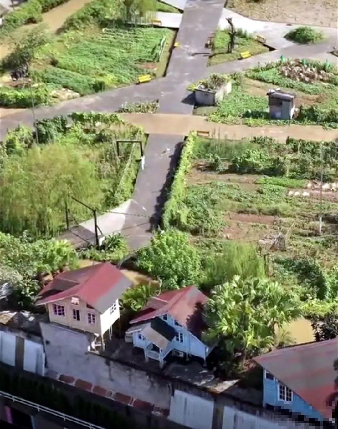 重庆一家企业,楼顶用来种菜养花,佩服! 重庆一家企业,楼顶用来种菜养花,佩服!